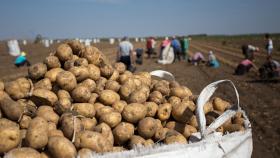 На Украине из-за неурожая вынуждены есть российский картофель